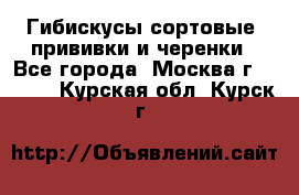 Гибискусы сортовые, прививки и черенки - Все города, Москва г.  »    . Курская обл.,Курск г.